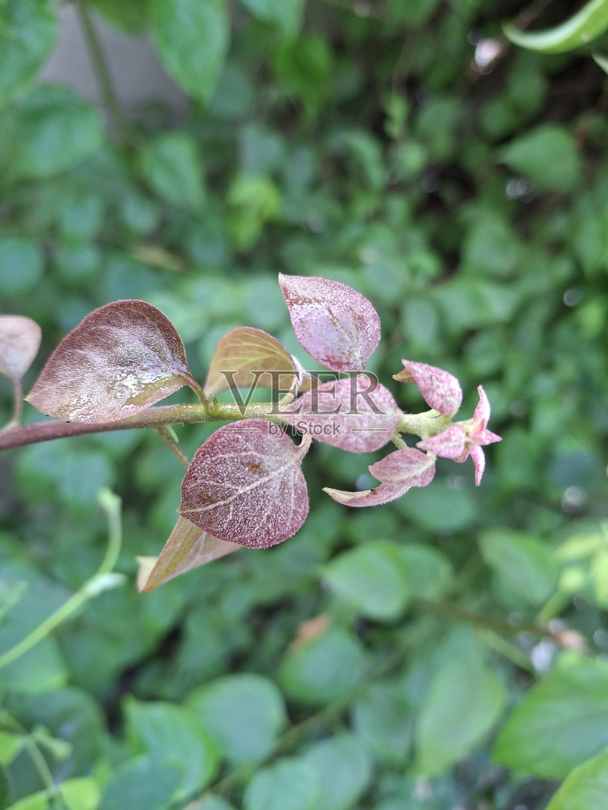 蝶豆叶子特写,带有露珠照片摄影图片