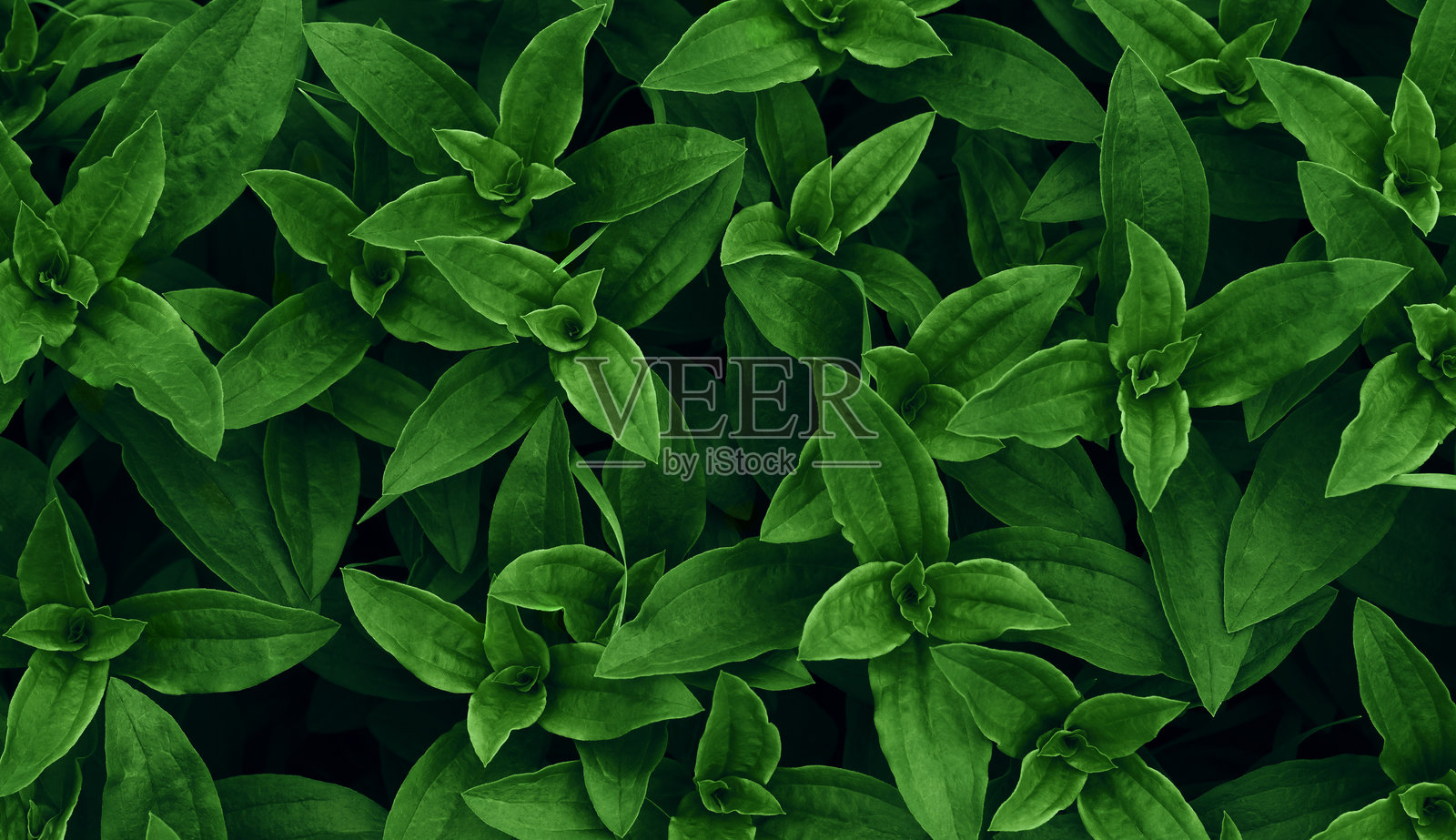 绿叶图案背景,自然背景和壁纸照片摄影图片
