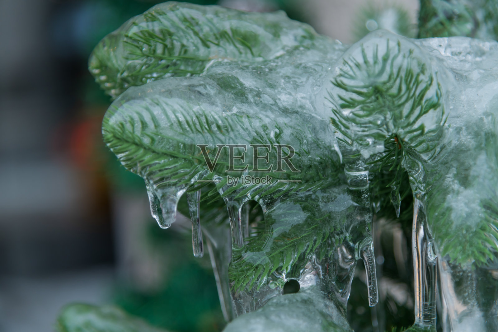 冬季展览中,公园里被冰覆盖的冰冻绿植照片摄影图片