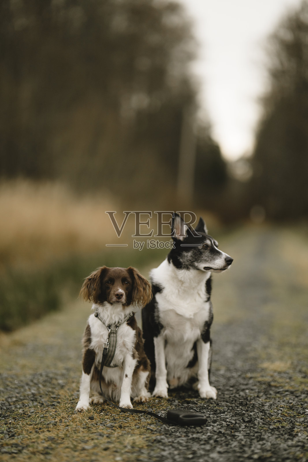 狗在自然中走在小路上照片摄影图片