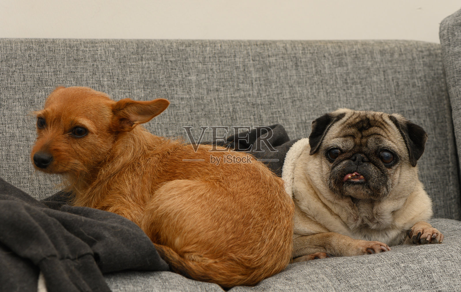 两只顽皮的狗狗在温馨的灰色沙发上悠闲地躺在愉快的室内环境中照片摄影图片