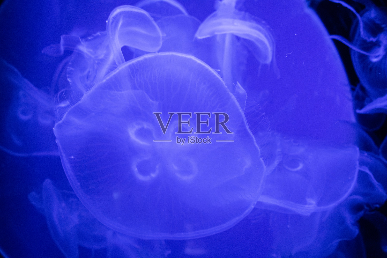 在深蓝色背景下发光的蓝色水母。照片摄影图片