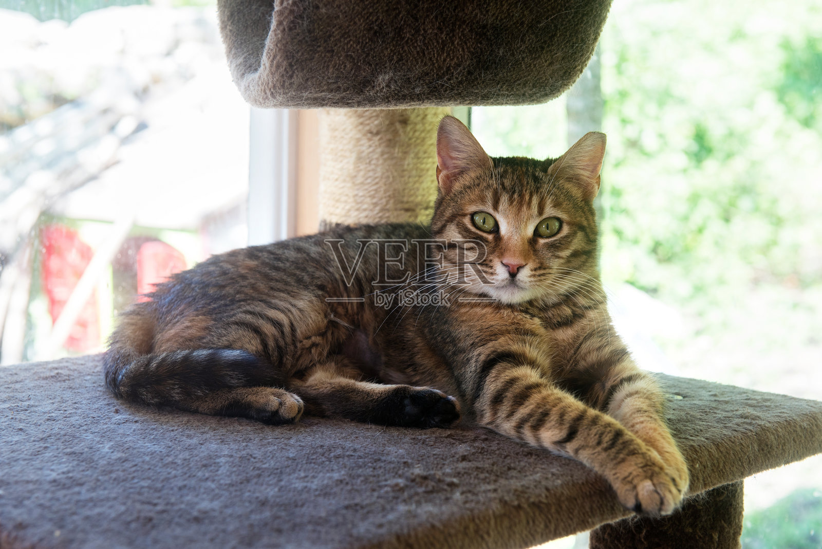 收容所里的猫照片摄影图片