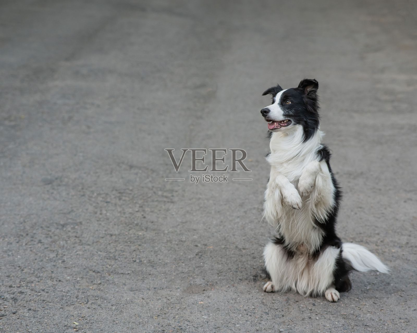 边境牧羊犬在户外做兔子运动。照片摄影图片