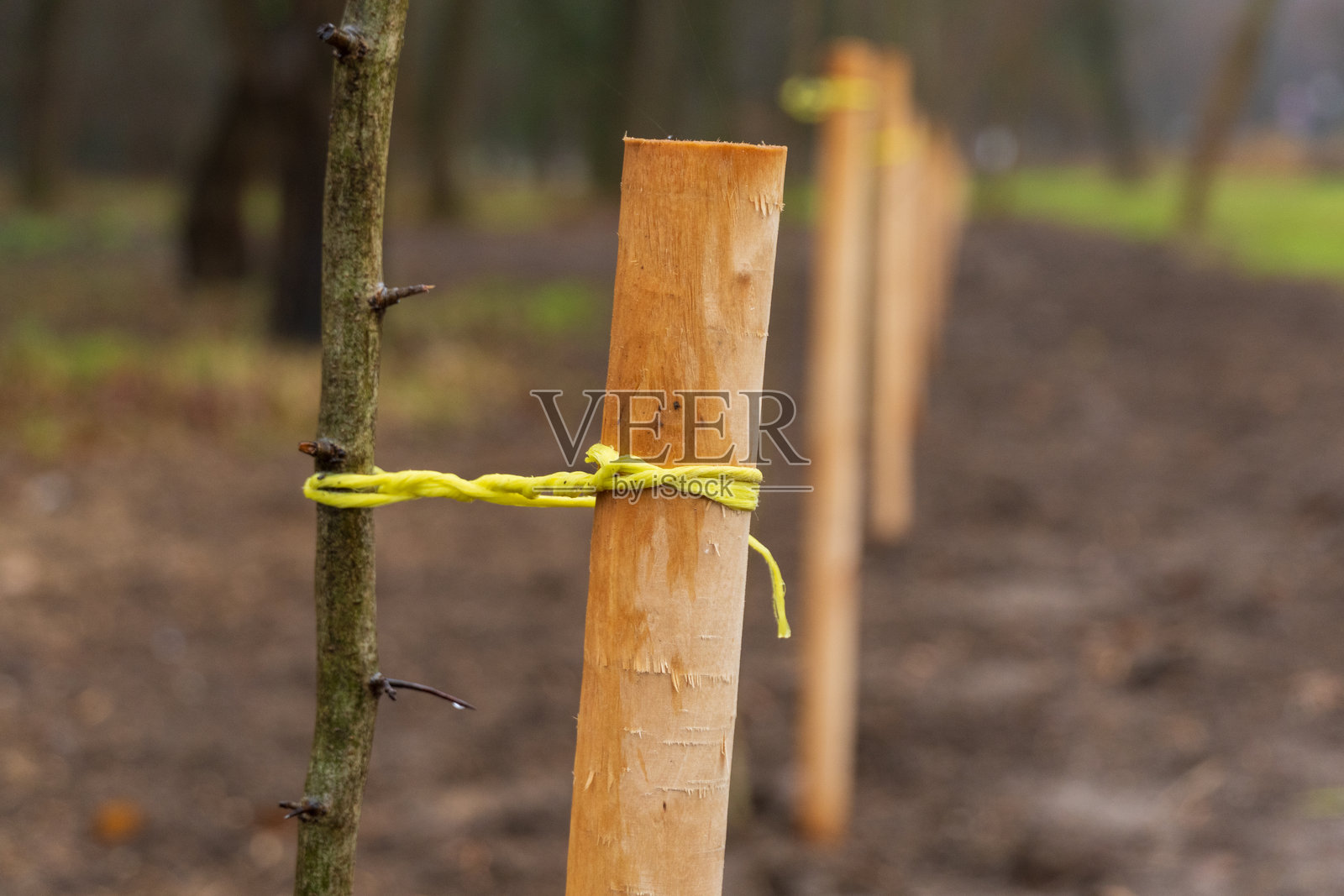 明亮的黄色绳子将木桩排成一行,标记出一个刚刚准备好的花园地块,适合在早春种植。照片摄影图片