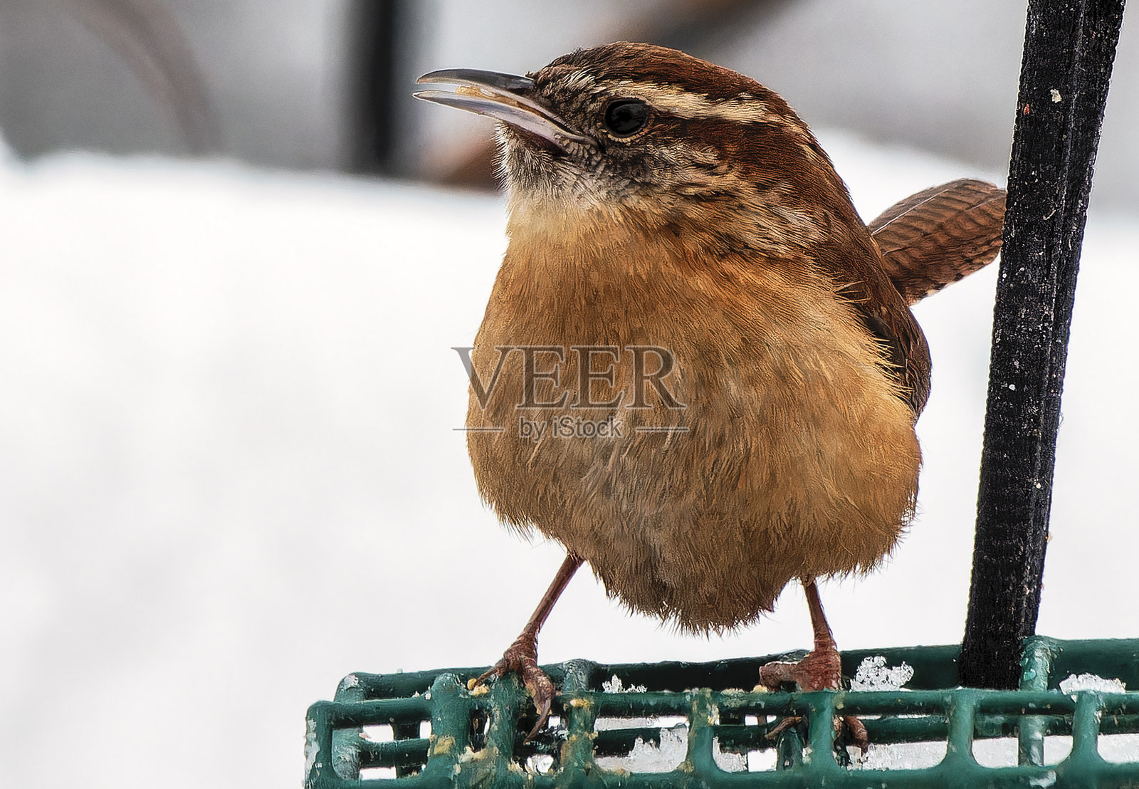 雪中的小鹪鹩照片摄影图片