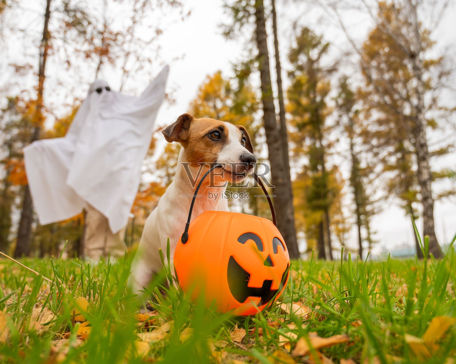 穿着白色床单的女人和杰克罗素梗狗在秋季森林中拿着南瓜灯。万圣节服装。照片摄影图片