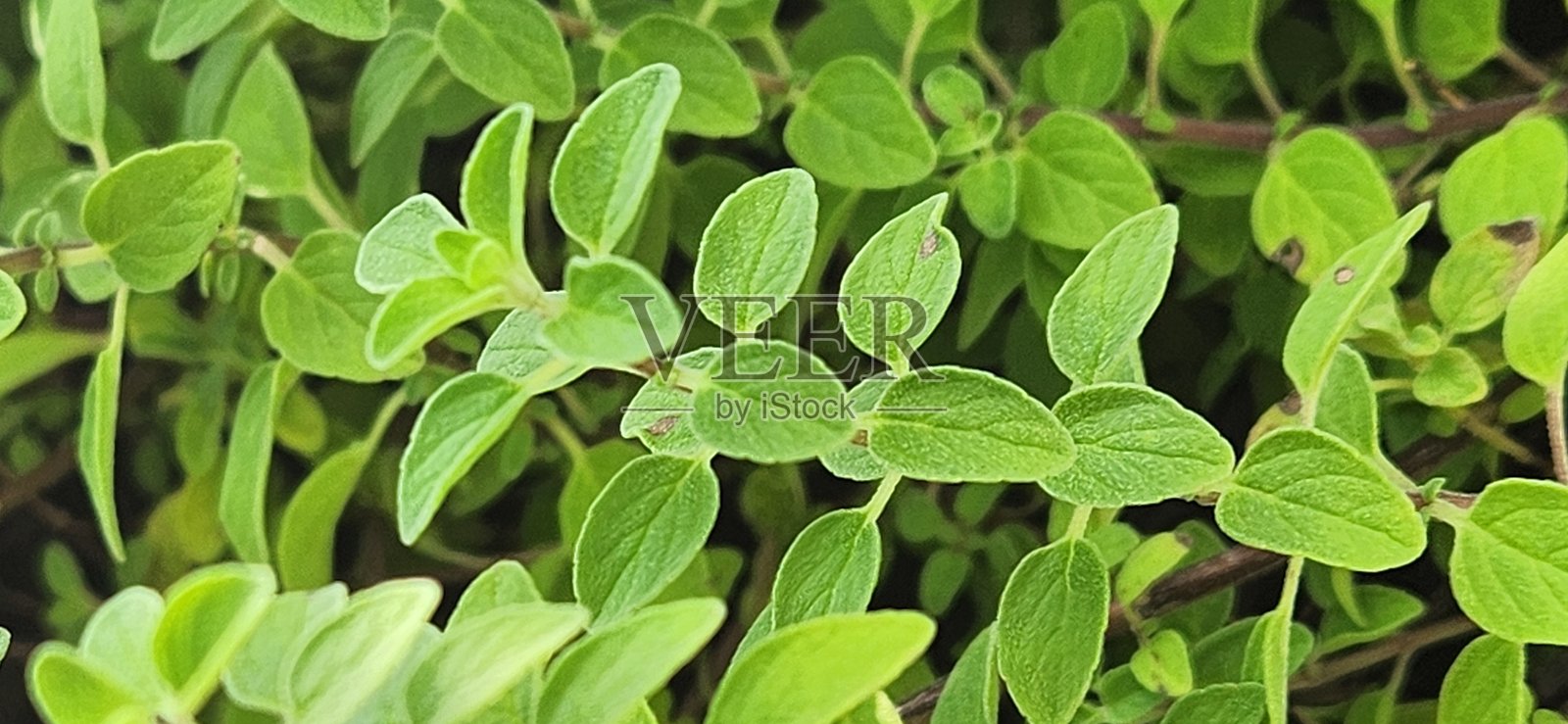 牛至枝条以其灵活且分枝的结构而突出,满是小而芳香的叶子,散发出独特的香气。它新鲜的绿色外观是进入厨房的邀请,是一种多用途的食材。照片摄影图片