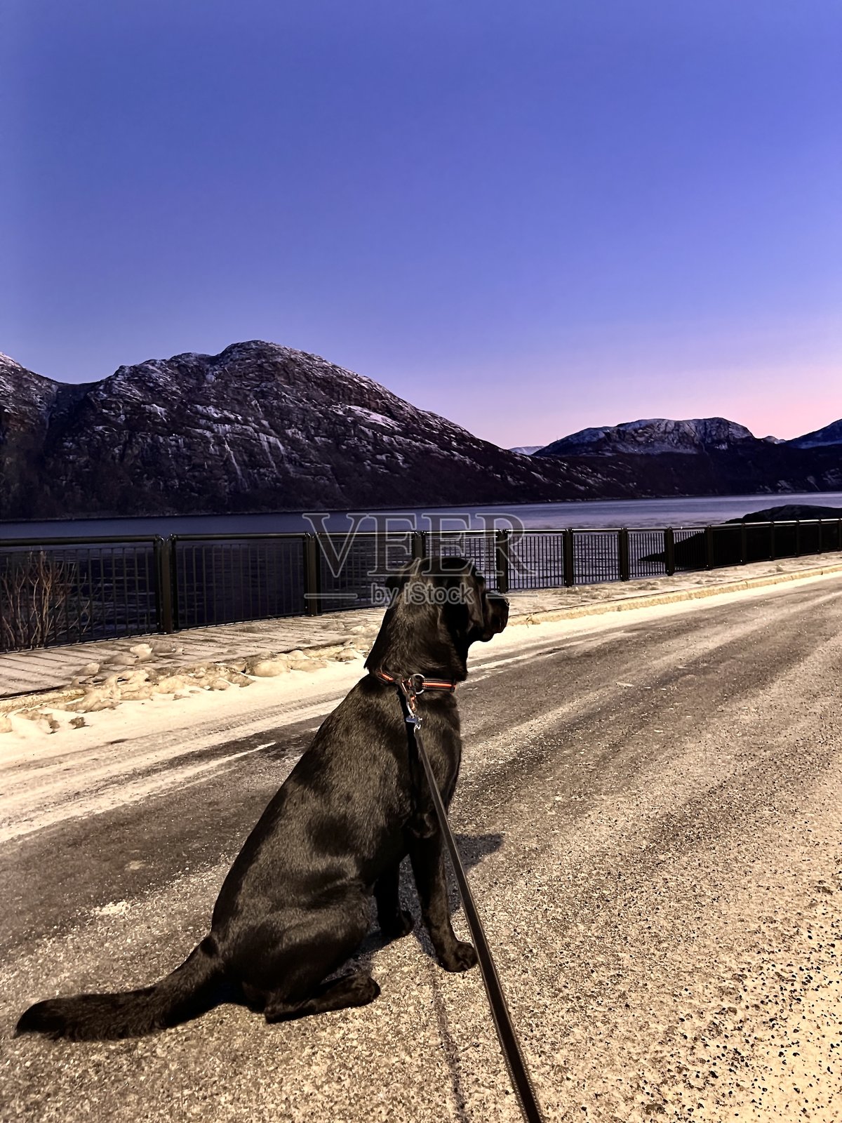 黑色拉布拉多猎犬坐在公路上,背景是山脉风景照片摄影图片