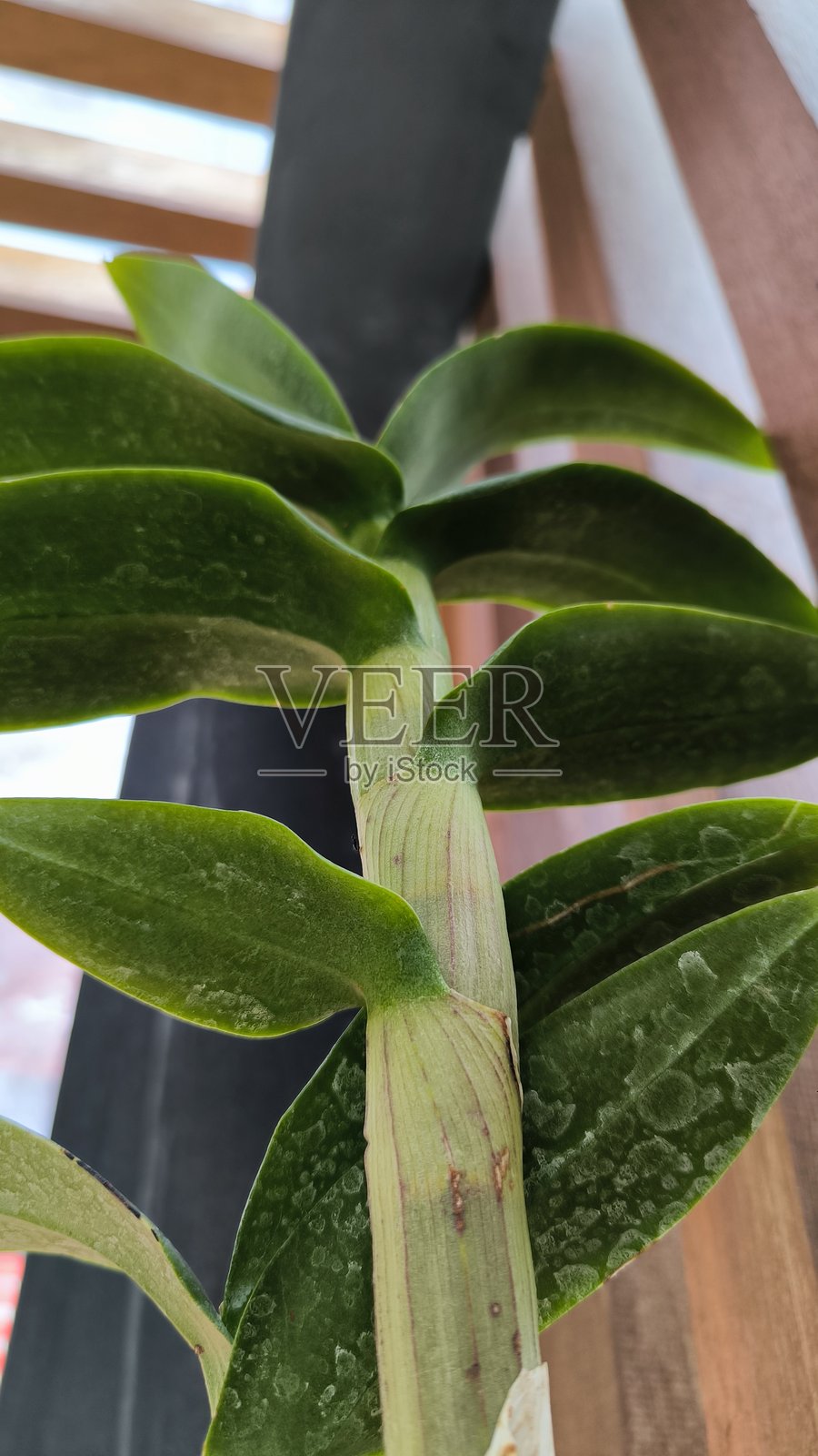 兰花作为观赏植物照片摄影图片