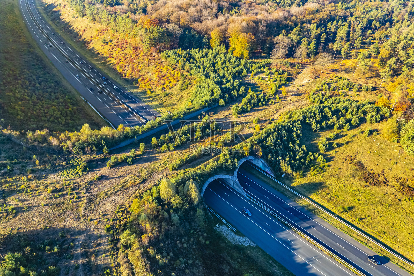 野生动物在自然中穿越高速公路照片摄影图片