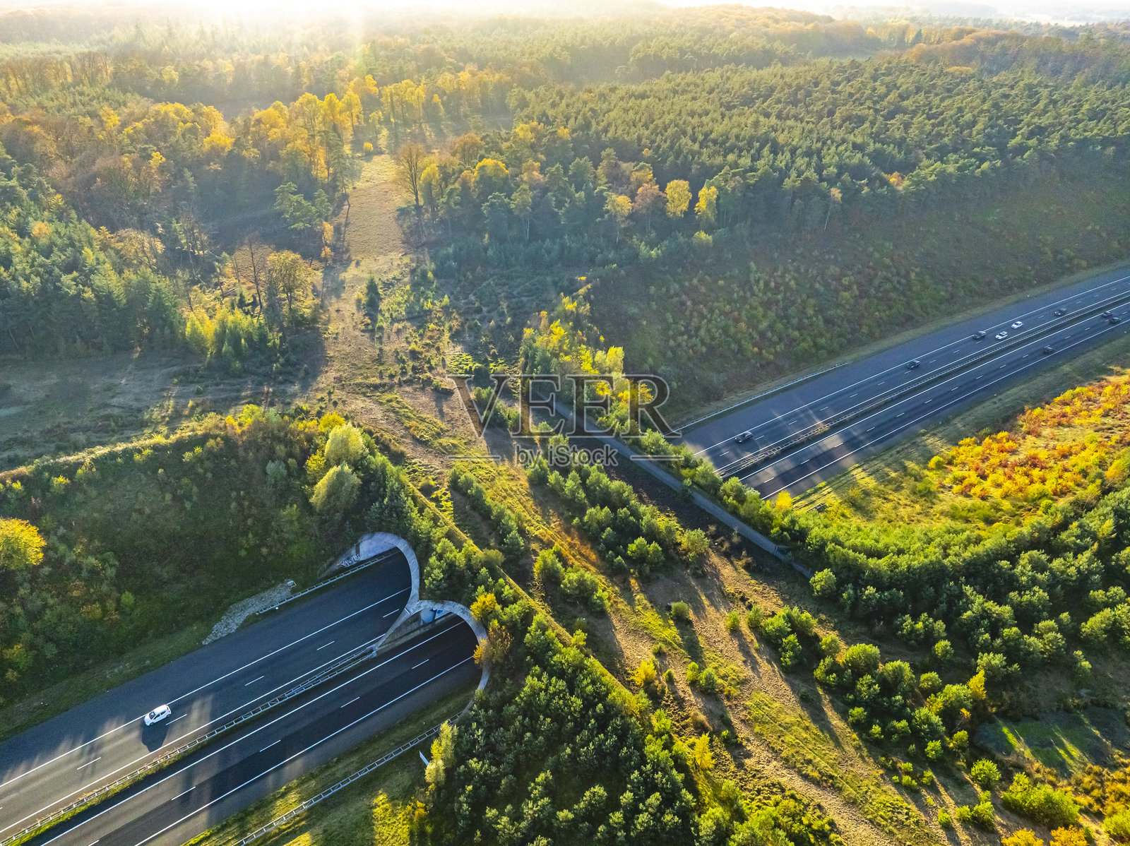 野生动物在自然中穿越高速公路照片摄影图片