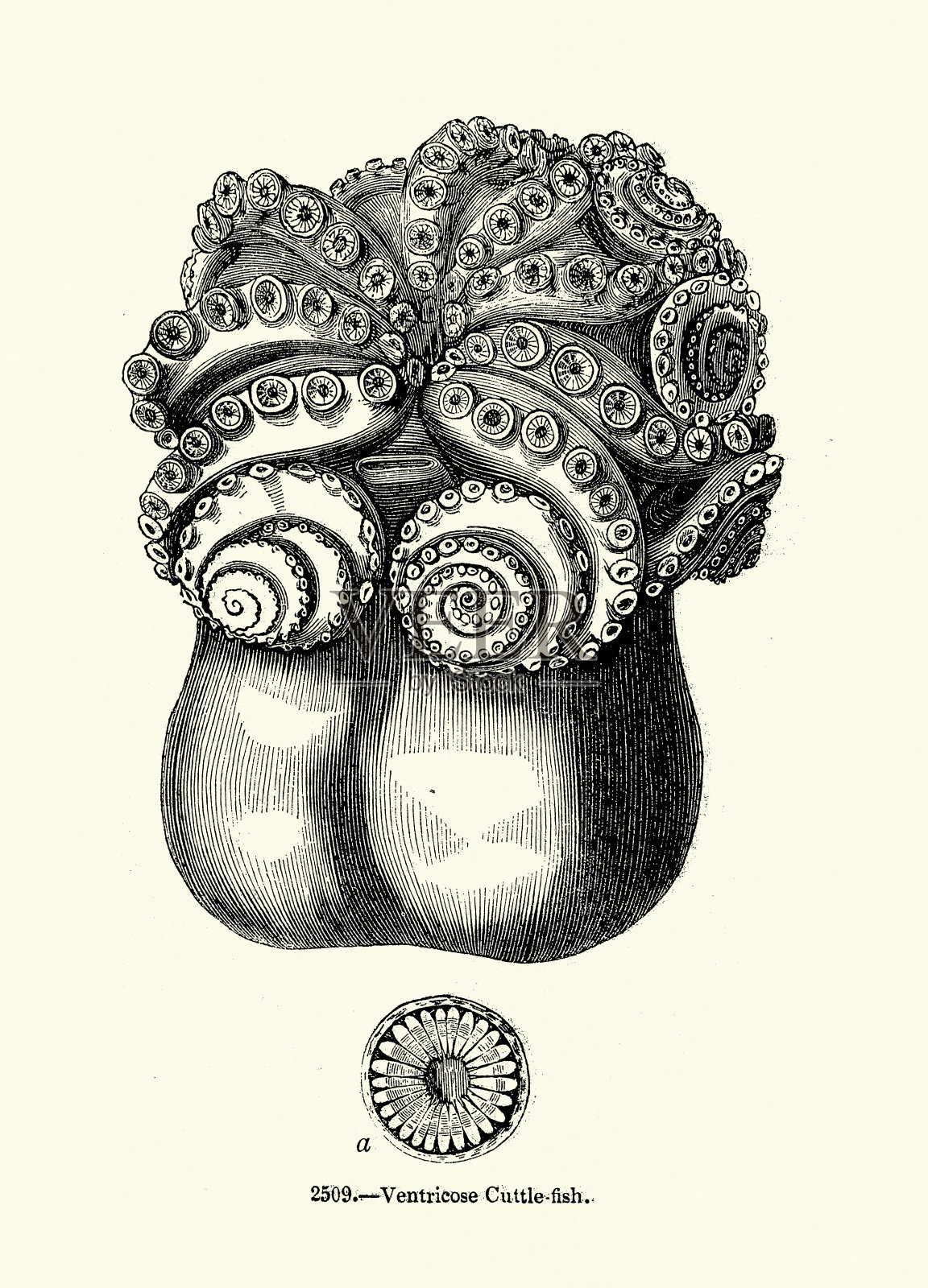 膨胀墨鱼,海洋生物,野生动物,木刻版画,复古插图插画图片素材