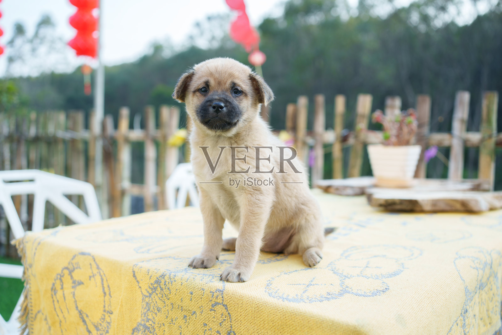 小狗坐在桌子上照片摄影图片