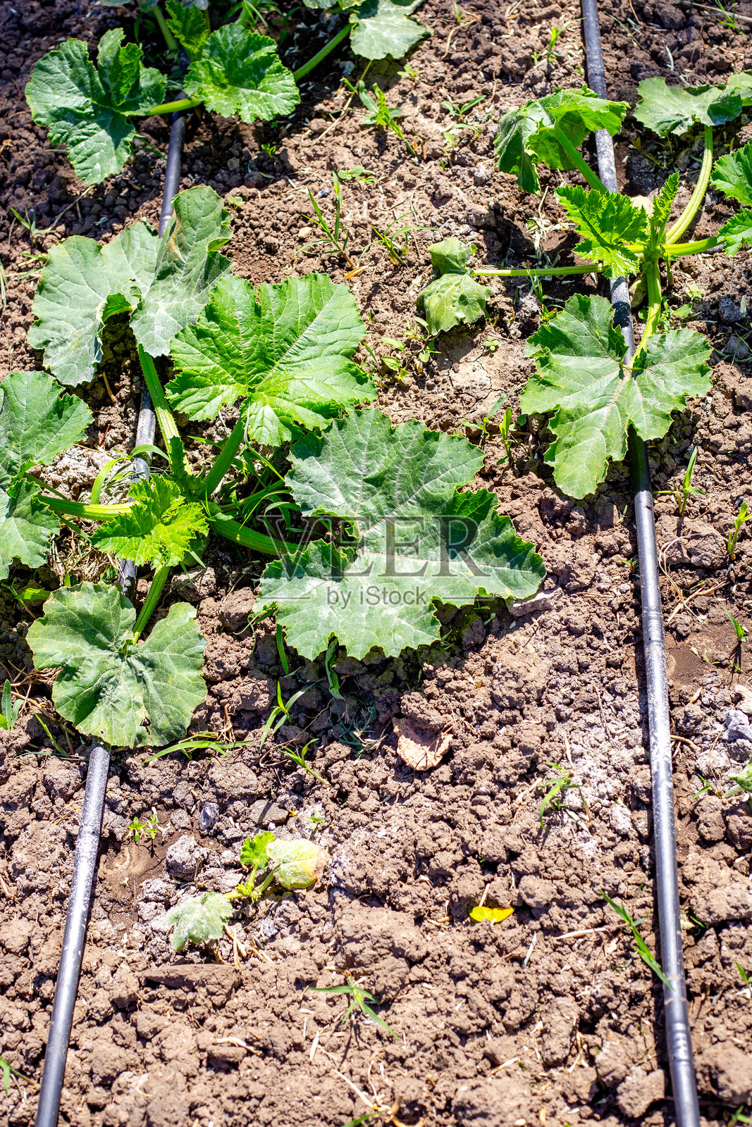 在花园中,滴灌床上长着绿叶的西葫芦植物。照片摄影图片
