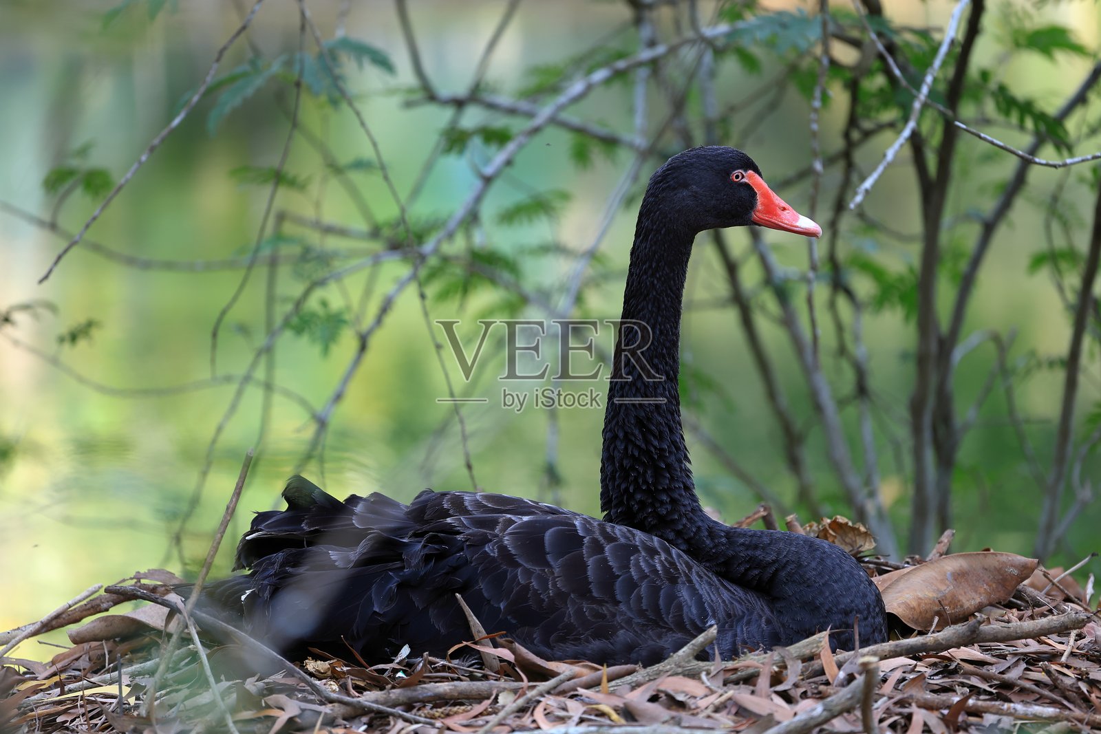 一群黑天鹅在池塘里游泳照片摄影图片