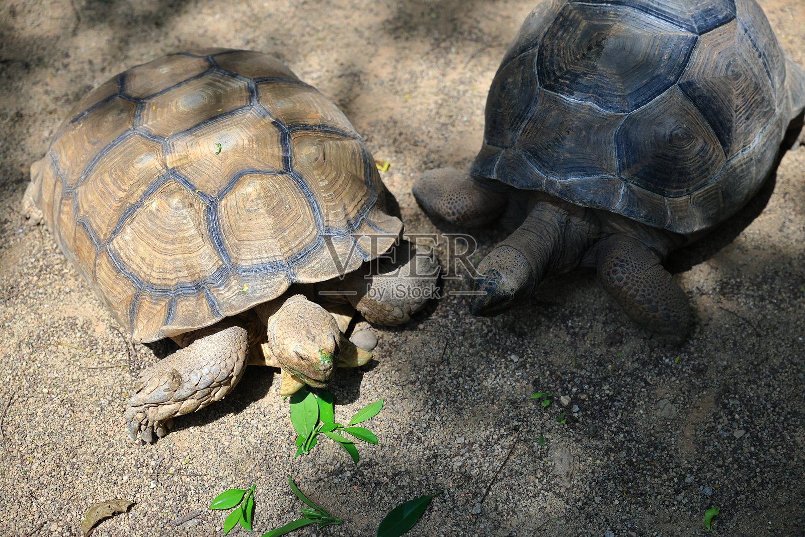 乌龟在吃叶子照片摄影图片