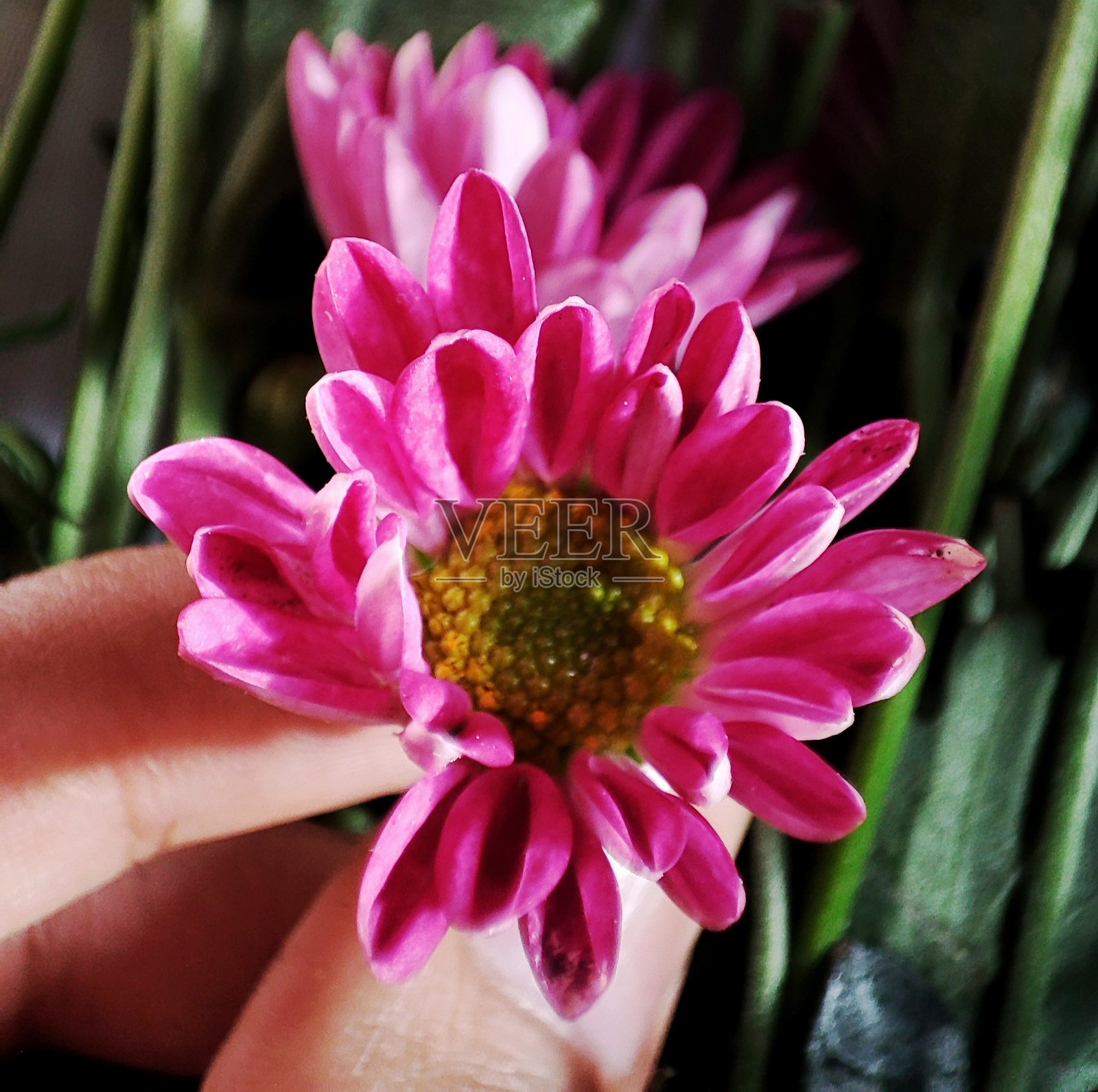 花朵照片摄影图片