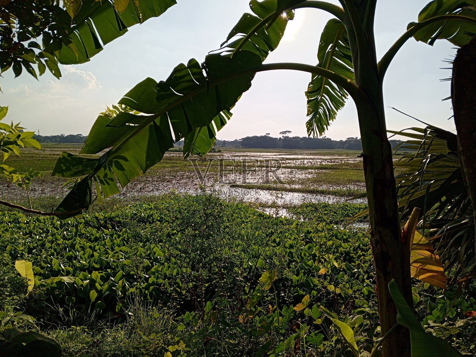 美丽的乡村自然风光,树木与天空的美丽景色照片摄影图片