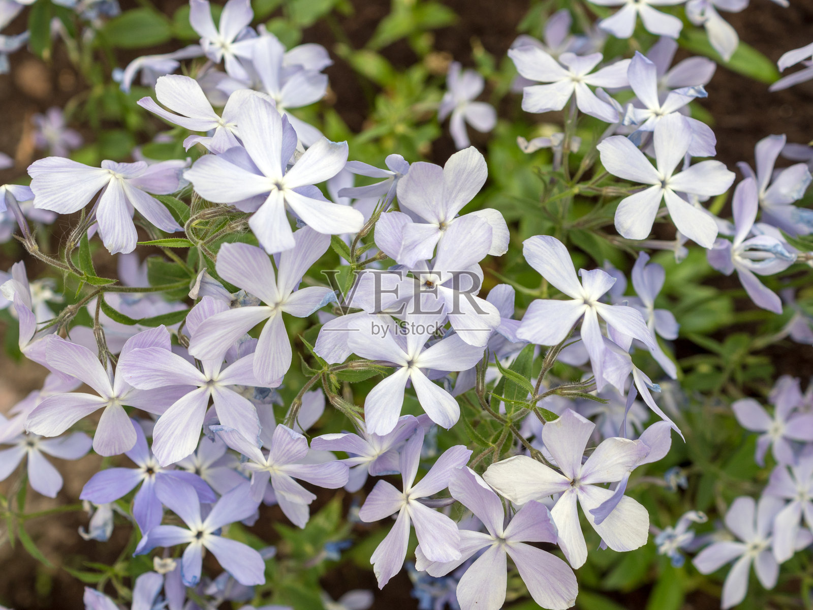 蓝色福禄考特写照片摄影图片