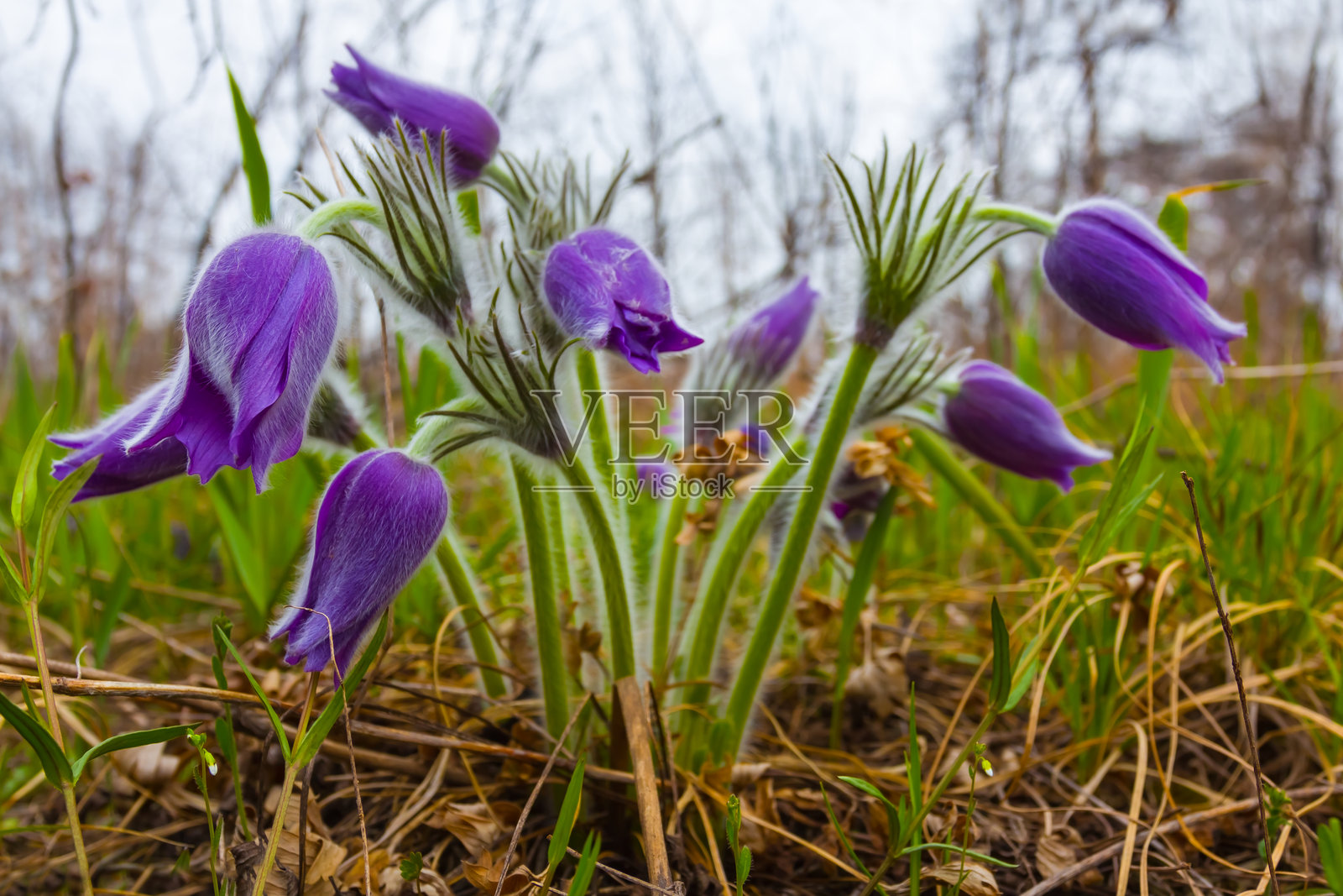 森林空地上野生紫罗兰铃花的特写堆叠照片摄影图片