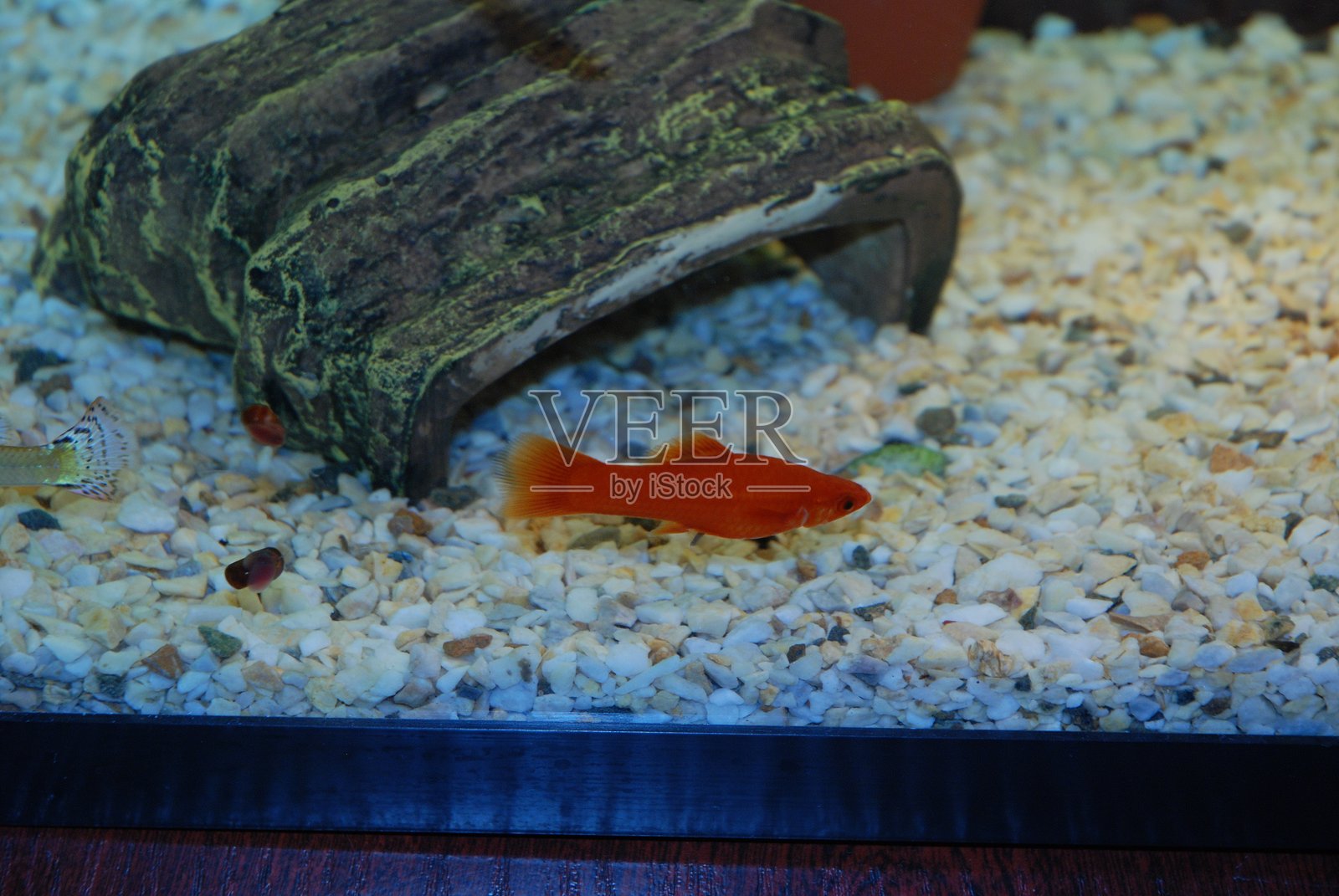 生动的水族馆生活,橙色鱼和古朴的木头装饰。绿剑尾鱼,斜纹剑尾鱼。照片摄影图片