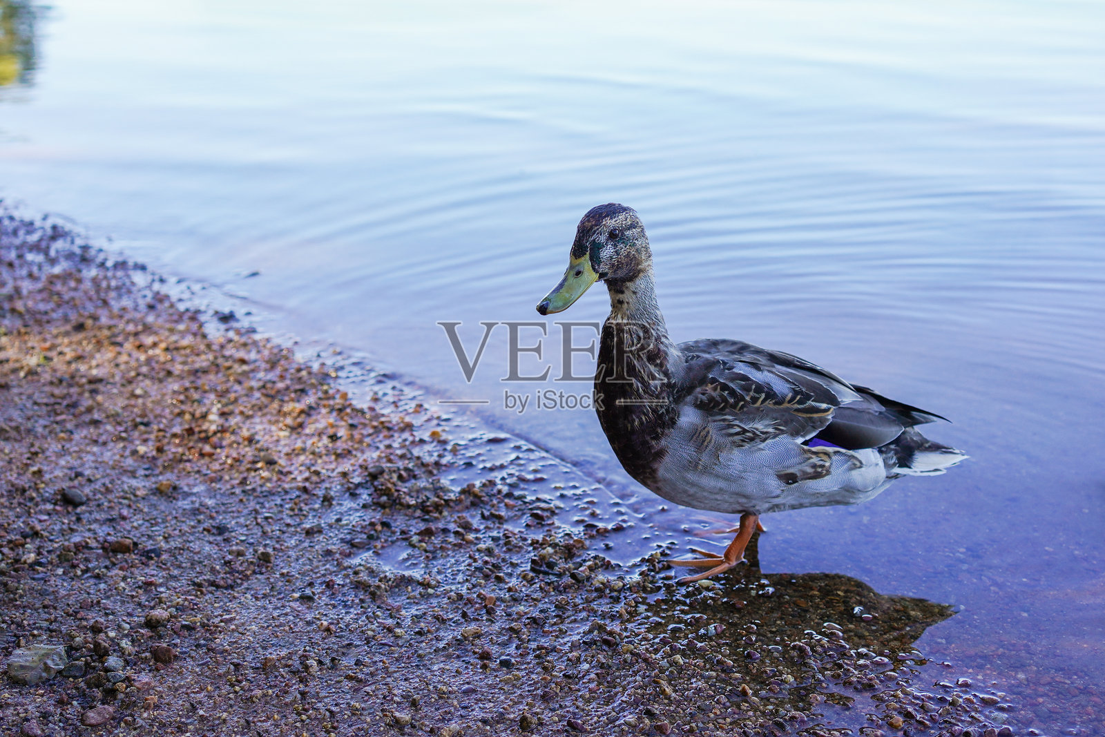 一只雌性绿头鸭在湖中照片摄影图片