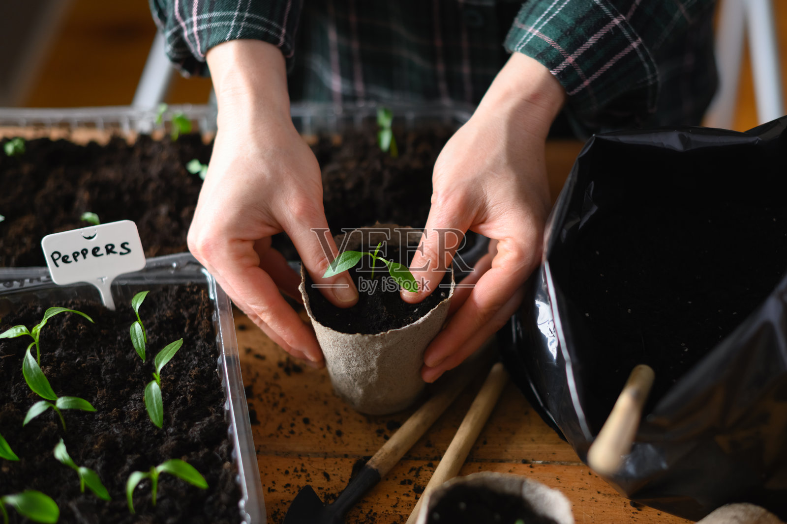 农民将番茄和辣椒幼苗移植到泥炭杯中照片摄影图片