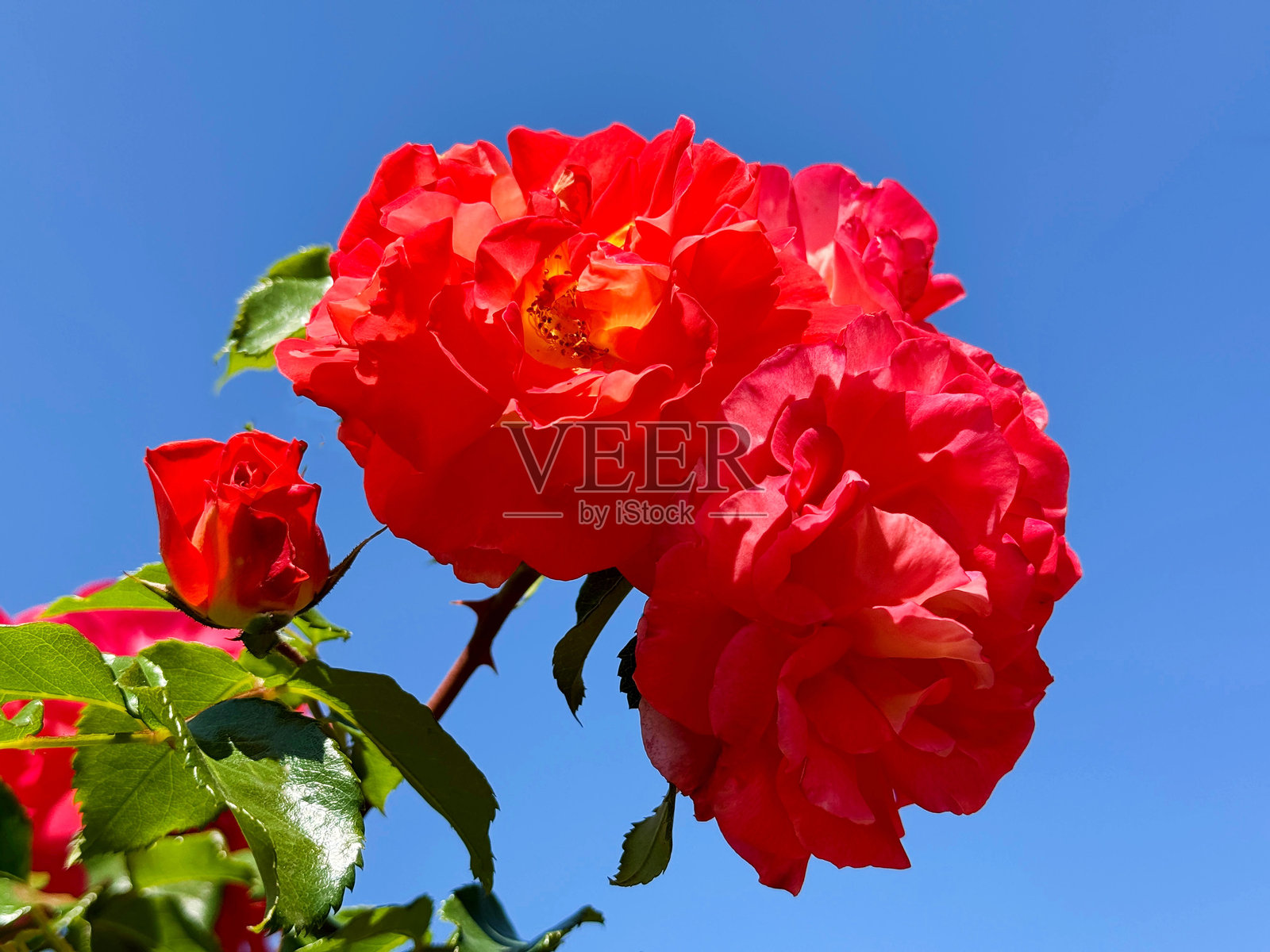 鲜红的玫瑰在天空中绽放。照片摄影图片