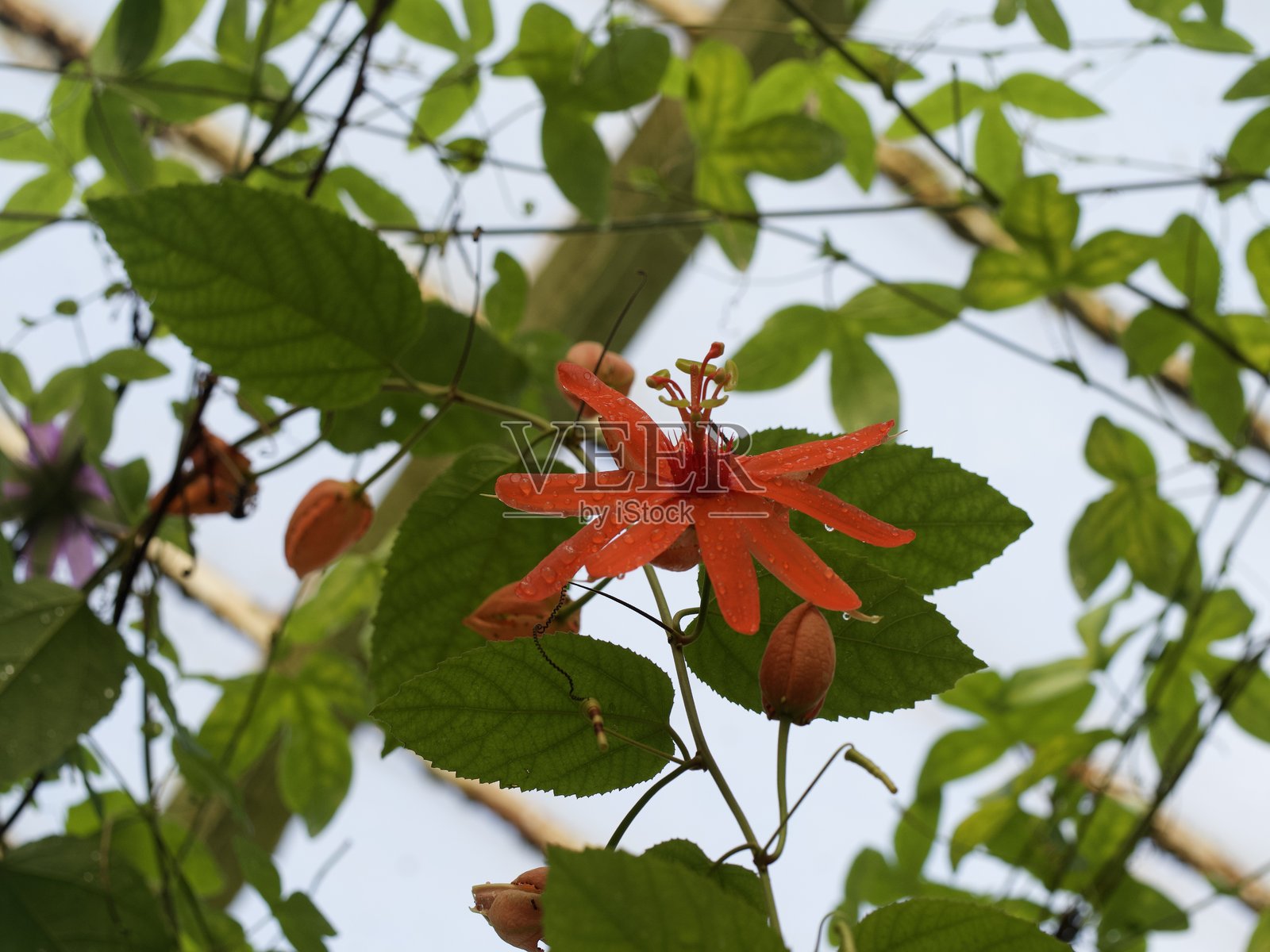 橙色花朵照片摄影图片