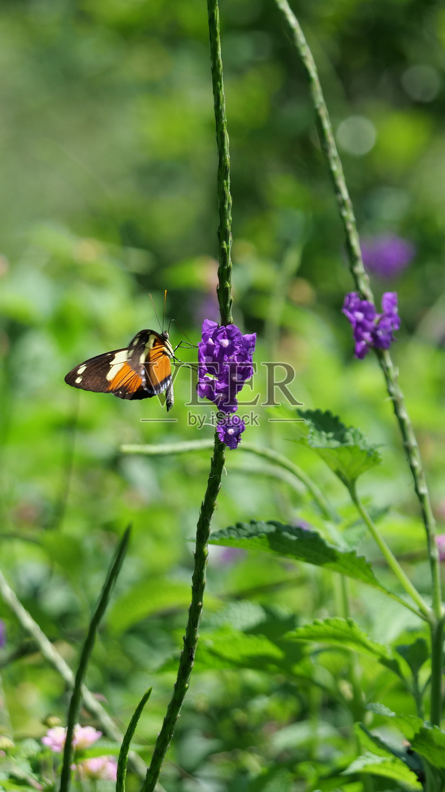 一只棕色、黄色和黑色的蝴蝶栖息在开着紫色花朵的绿色灌木上。照片摄影图片