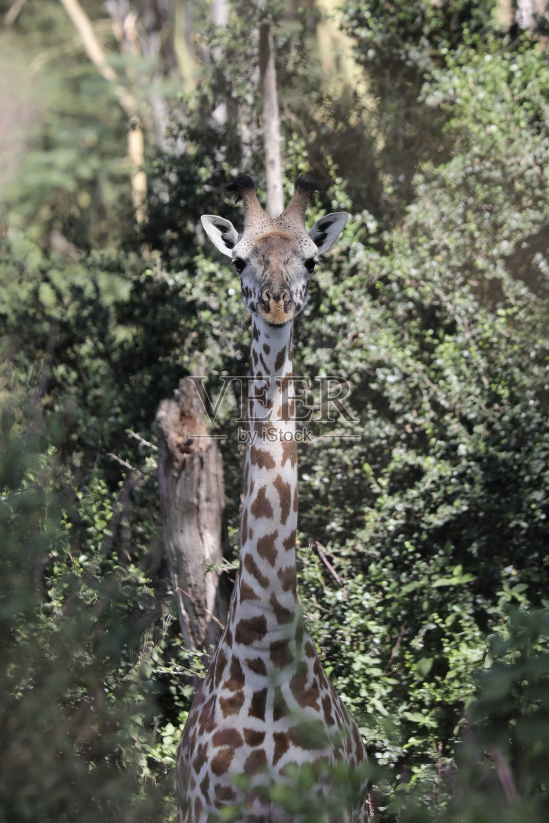 长颈鹿 - 肯尼亚照片摄影图片