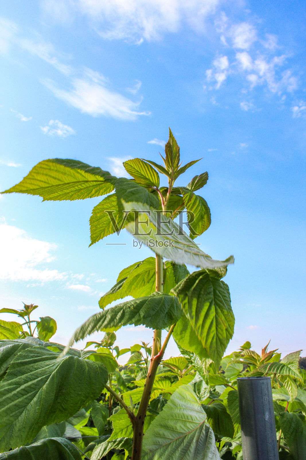蓝色多云天空背景下的绿色覆盆子植物照片摄影图片