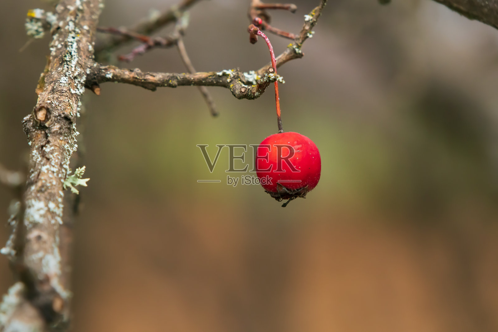 细枝上的红色浆果特写。灌木丛上细枝上的小成熟果实。照片摄影图片