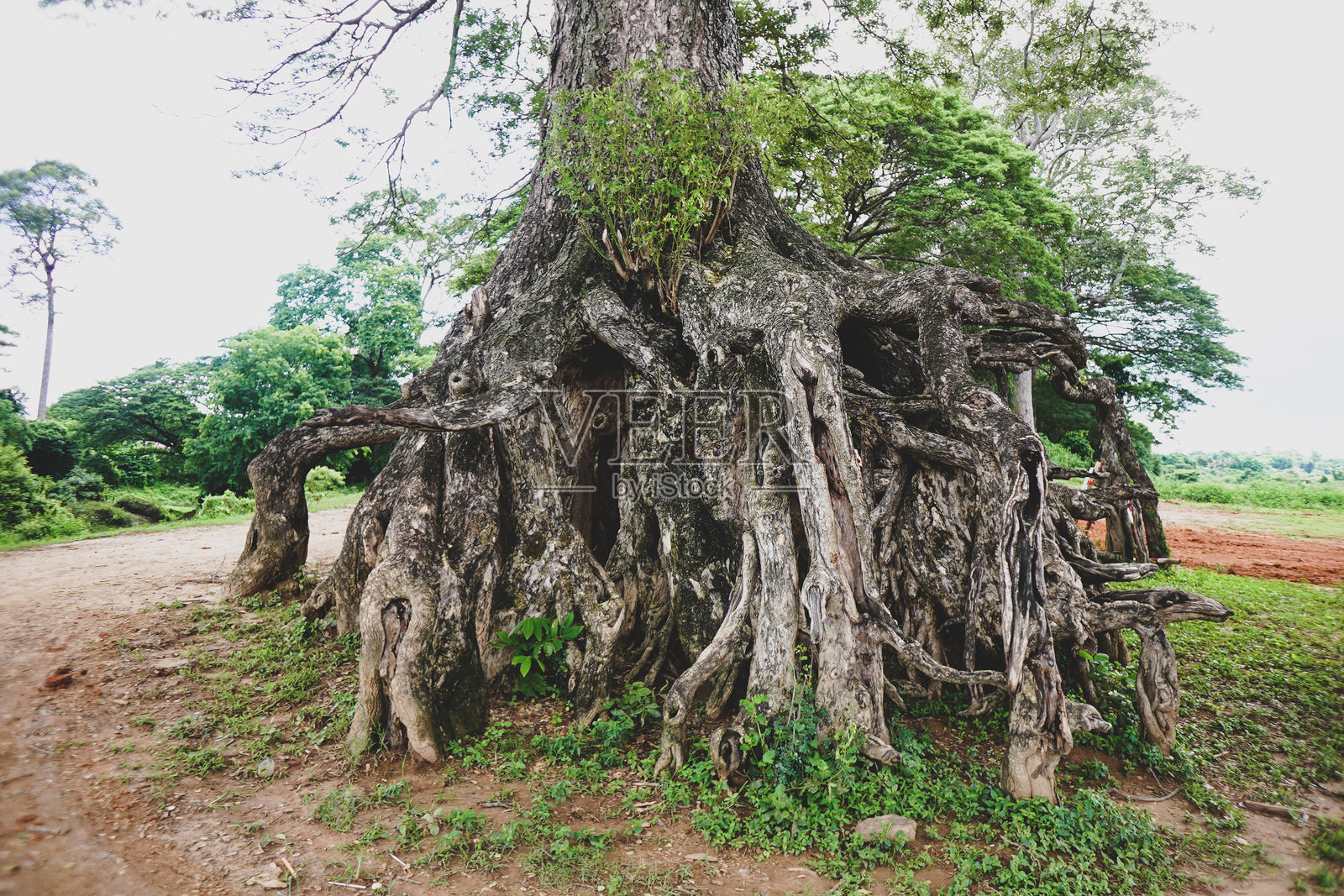 古老的雨树。土壤从根部被侵蚀,使这棵树显得特别。位于泰国乌汶叻差他尼的湄公河附近。照片摄影图片