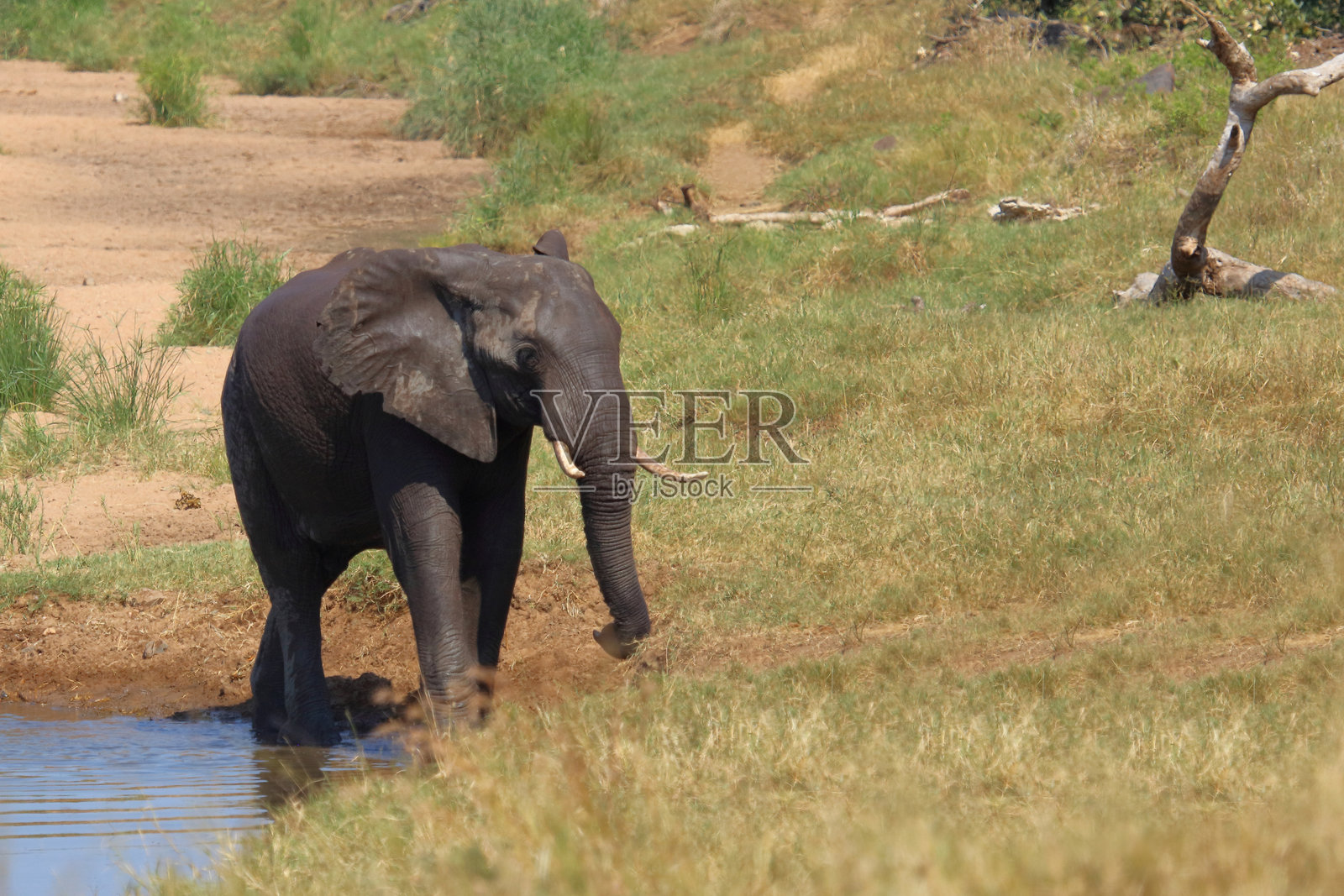 非洲象 / 非洲象 / 非洲象 (Loxodonta africana)照片摄影图片