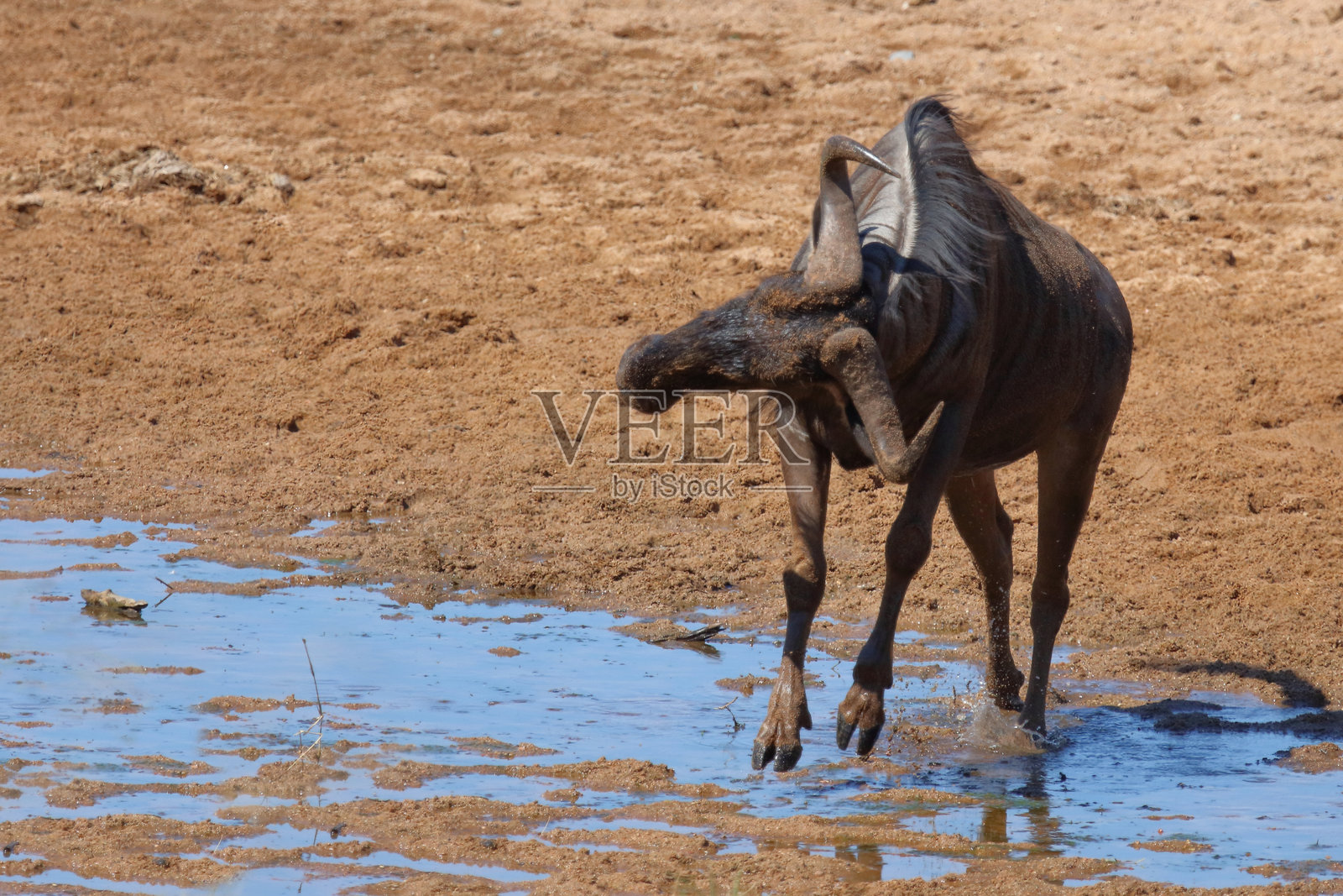 条纹角马 / 蓝色角马 / Connochaetes taurinus照片摄影图片