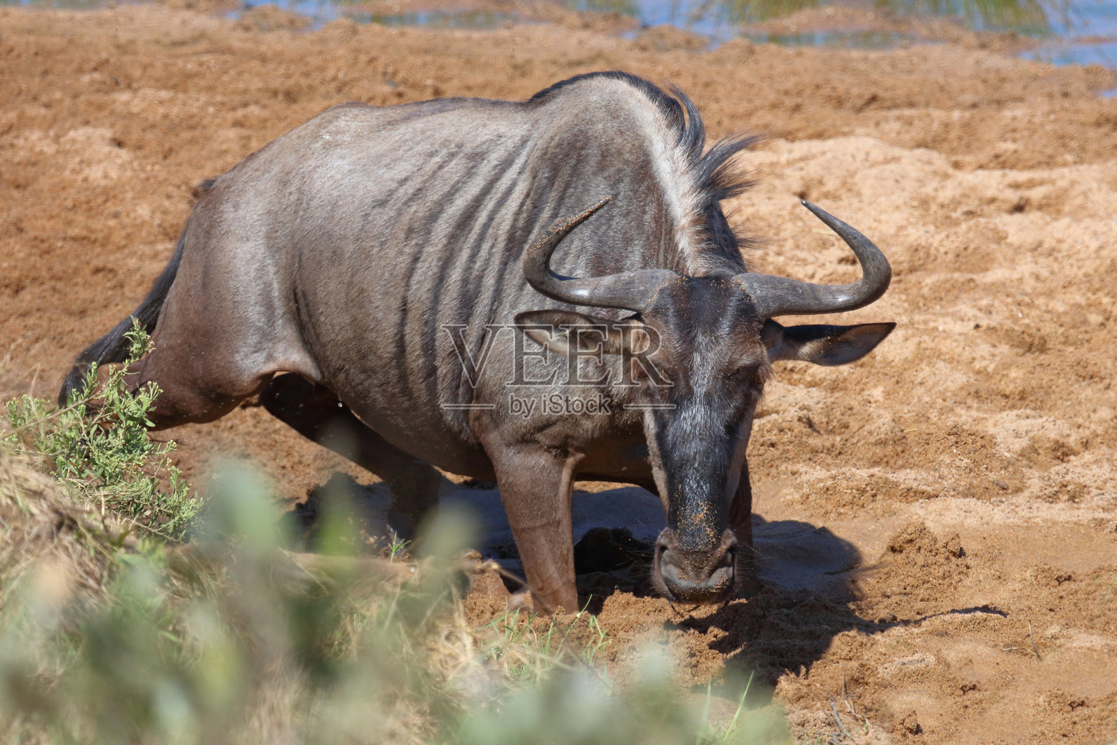 条纹角马 / 蓝色角马 / Connochaetes taurinus照片摄影图片