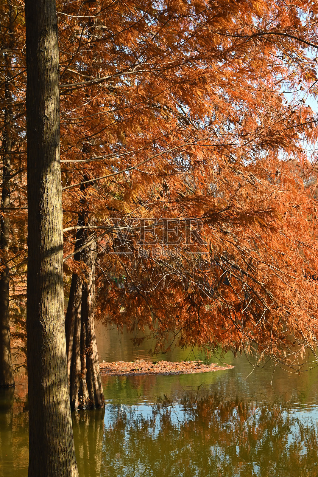 阳光明媚的秋天,森林中的棕色水杉叶照片摄影图片