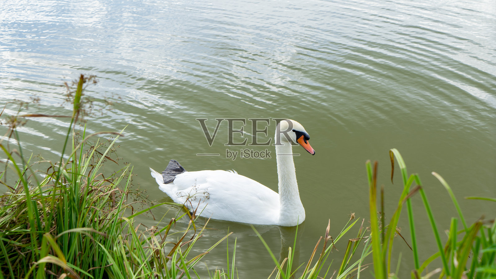 mute swan(疣鼻天鹅)是一种天鹅,属于水鸟家族(鸭科)。白天鹅在池塘或湖泊的岸边游泳。照片摄影图片