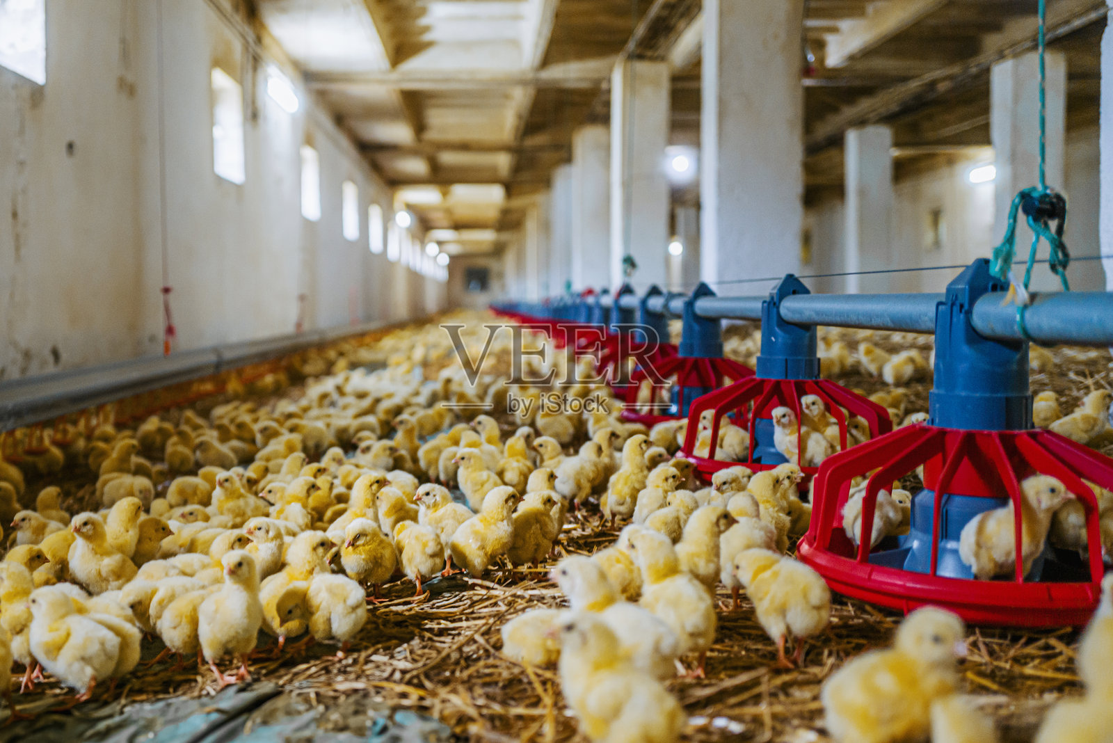 孵化场,幼鸡,牲畜,家禽,农业产业,农业商业,鸡场照片摄影图片