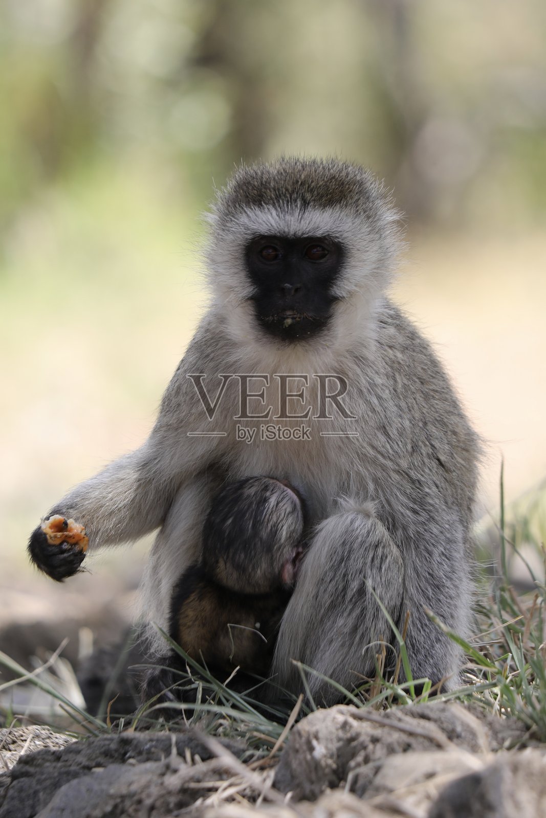 绿猴在游客的垃圾中翻找照片摄影图片