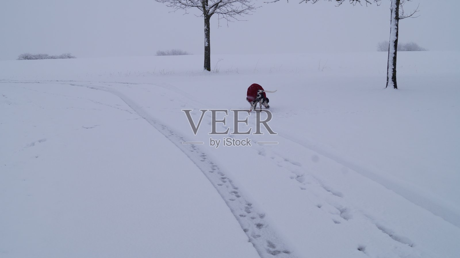 宁静的冬季景观被新雪覆盖,树木在雾霭中渐渐消失。照片摄影图片