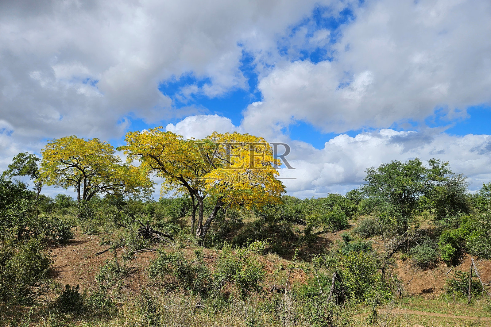 克鲁格公园 - 非洲灌木丛照片摄影图片