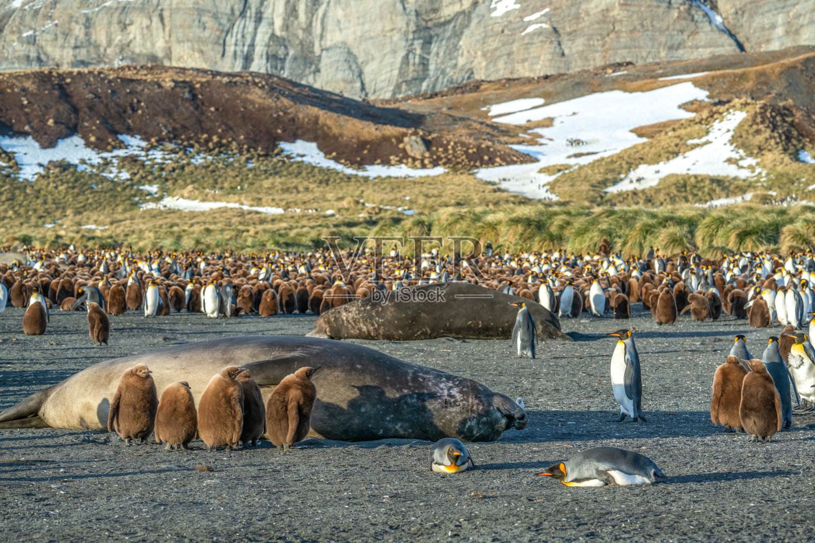 南乔治亚岛的国王企鹅和海象照片摄影图片