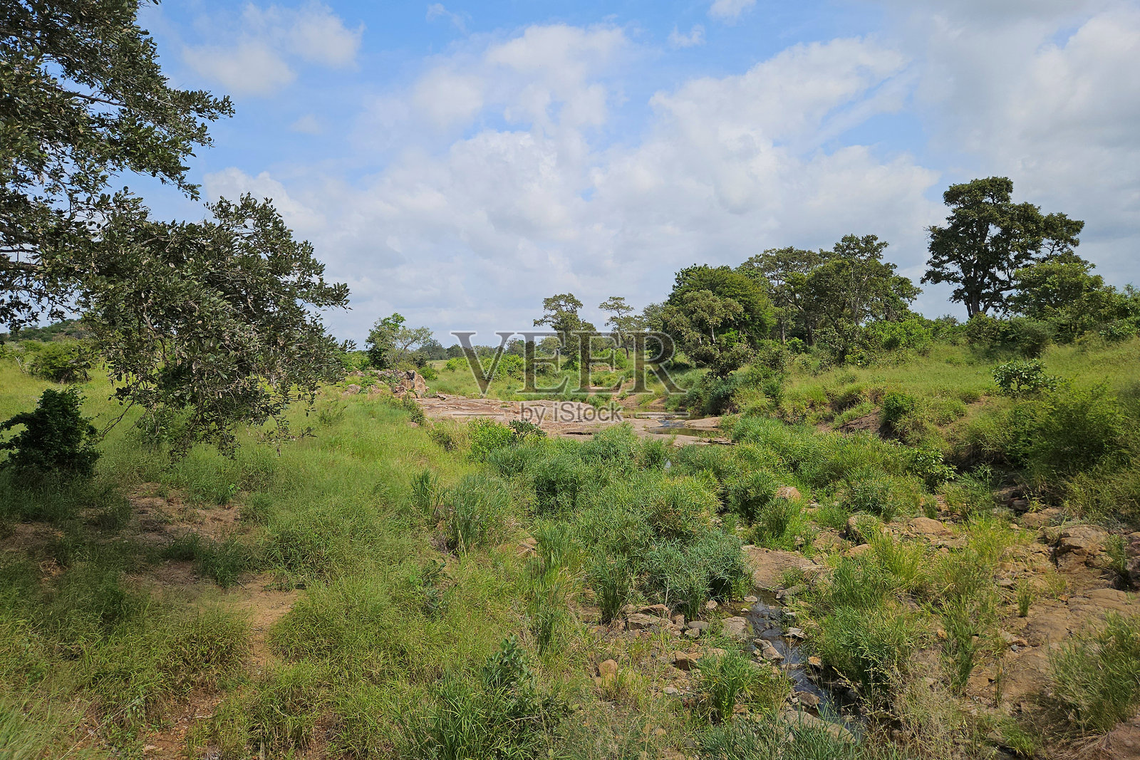 非洲灌木丛 - 克鲁格公园 - 西洛尔维尼河照片摄影图片