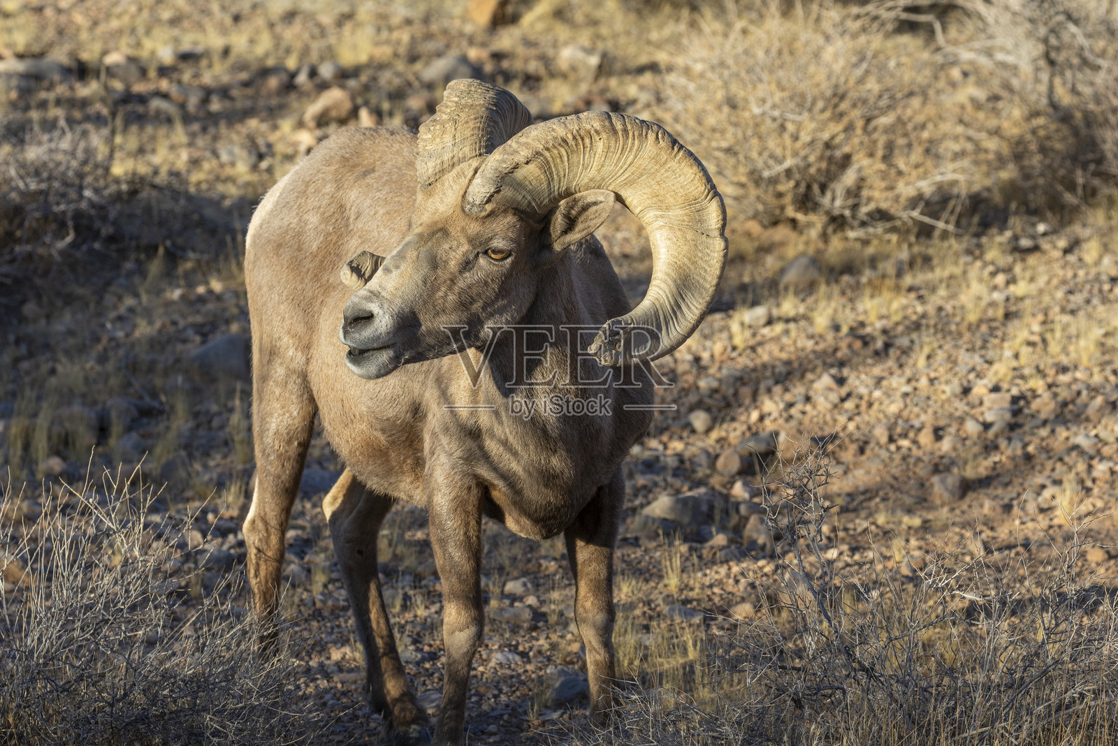 内华达沙漠中的冬季沙漠大角羊公羊照片摄影图片