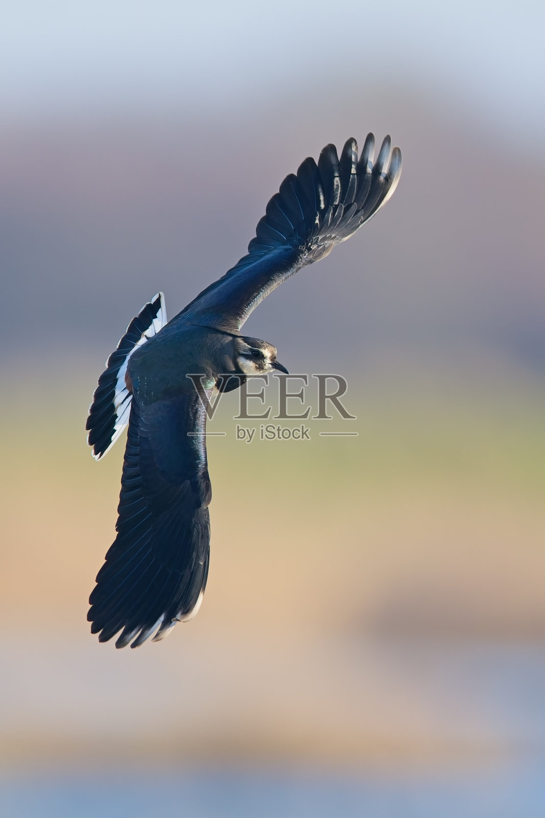 飞翔的反嘴鹬照片摄影图片