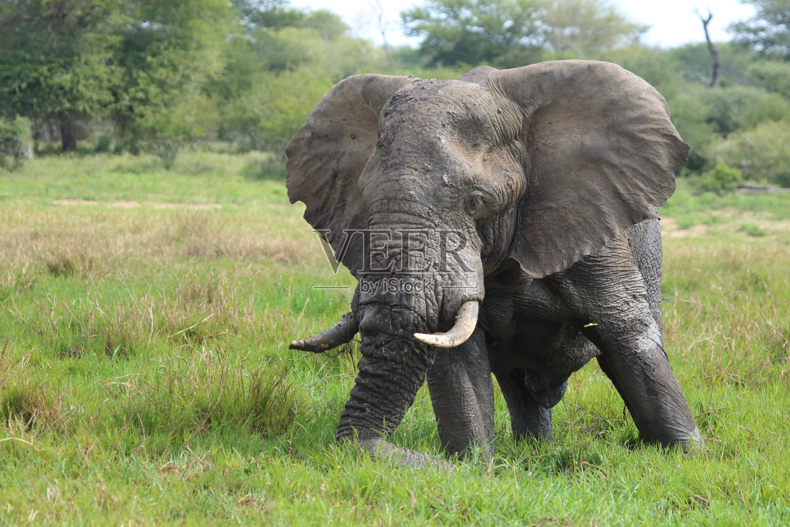 泥中的非洲象 / 非洲象照片摄影图片