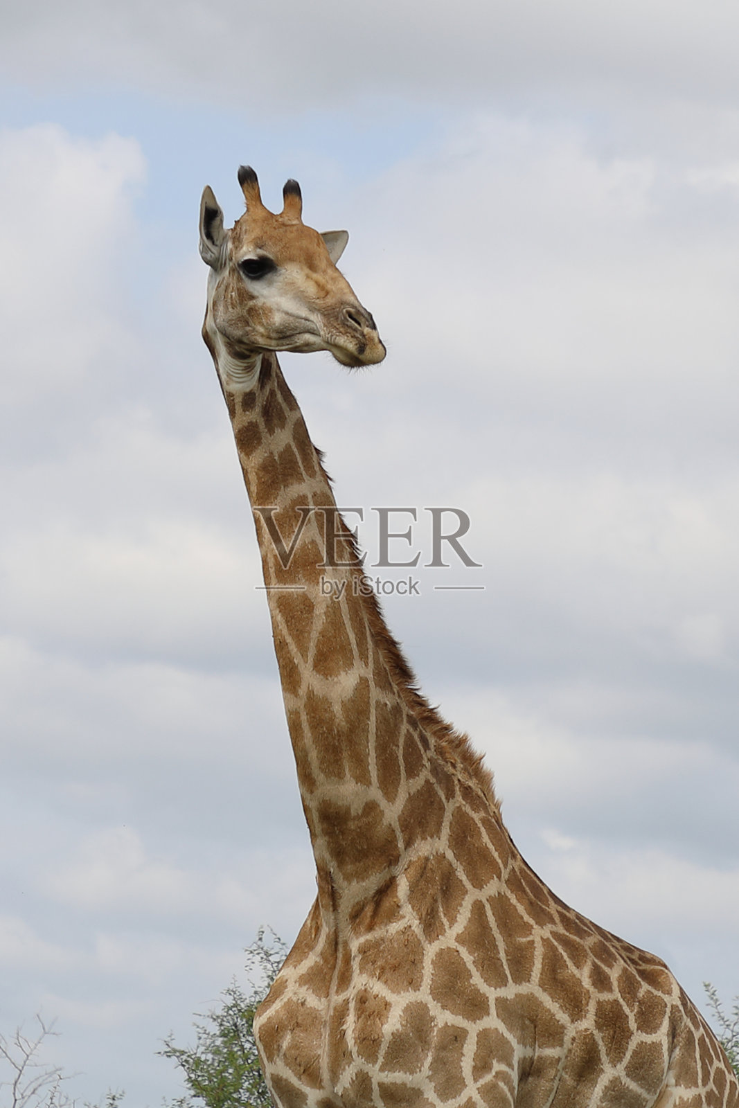 长颈鹿 / 长颈鹿 / 长颈鹿照片摄影图片